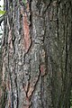 Bark, cultivated tree, Johannesburg (South Africa)