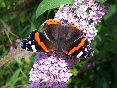 在訪花的優紅蛺蝶 Vanessa atalanta