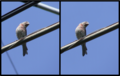 Removal of unwanted elements (around a house finch) using the Delete scratches and Clone brushes. The original is the one on the left.