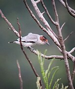 Tityra inquisitor Titira capirotada Black-crowned Tityra (female) (7675958144).jpg