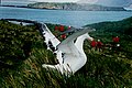 Image 51A wandering albatross (Diomedea exulans) on South Georgia (from Southern Ocean)