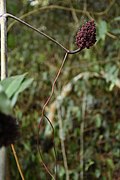 കാട്ടു മുന്തിരി Ampelocissus latifolia.jpg