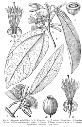 Alangiaceae