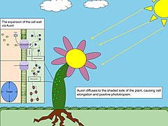 Auxin Phototropism.jpg