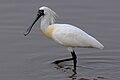 Mažoji girnovė (Platalea minor)