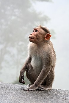 Un macaque à bonnet. (définition réelle 2 766 × 4 148)