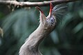 Screaming Cariama cristata.