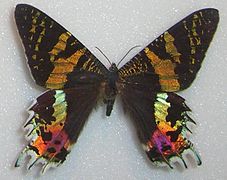 Polilla crepuscular (Chrysiridia rhipheus)