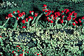 Cladonia cristatella – British soldiers