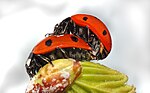 Thumbnail for File:Coccinella septempunctata couple (aka).jpg