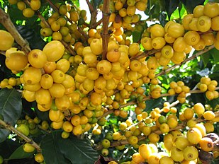 Yellow Catuaí Coffee, a variety of Coffea arabica, Manhuaçu City, Minas Gerais State, Brazil