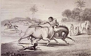 Coleo de toros Travels through the interior provinces of Columbia, J. P. Hamilton, publicado en Londres en 1827. Vol. II.jpg