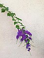 Duranta erecta (190206-0922)