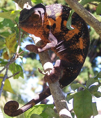 Самка леопардового хамелеона (Furcifer pardalis)