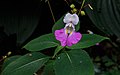 Impatiens balfourii.