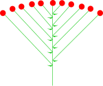 Blomställningen kvast.