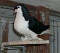 Lahore pigeon