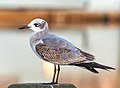 Image 49First winter laughing gull in Riverhead, New York