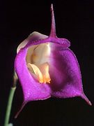 Masdevallia uniflora Type species