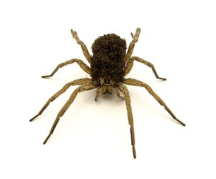 Une araignée femelle, de la famille Lycosidae, transportant ses petits sur son dos. Elle peut ainsi les protéger et les nourrir jusqu'à ce qu'ils puissent se défendre seuls. (définition réelle 1 831 × 1 517)