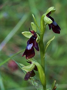 Ophrys insectifera. Blomen liknar ei hoflue. Arten finst i Noreg.