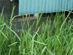 Setaria viridis