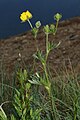 Potentilla flabellifolia