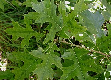 Leaves