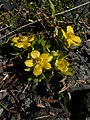 Ranunculus eschscholtzii