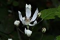 Rubus ursinus