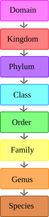 The hierarchy of scientific classification