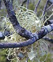 Թփանման քարաքոս Usnea australis-ը՝ ծառի ճյուղի վրա