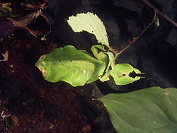 Phyllium sp.