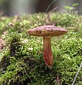 Rødsprukken rørhat (Boletus chrysenteron).