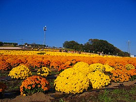 あかぼり小菊の里