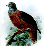 Columba iriditorques