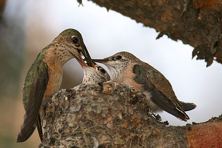 Calliope hummingbirds, by Wolfgang Wander