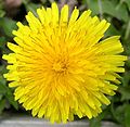 Tarassaco (Taraxacum officinale)