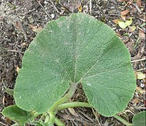 Cucurbita maxima: Hoja reniforme.