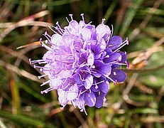 Devil's Bit Scabious (Succisa pratensis) - geograph.org.uk - 581142.jpg