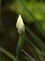 Brote de Dietes bicolor