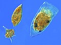Microzooplancton, els principals depredadors del plàncton: Dos dinoflagel·lats (en forma de fus Gyrodinium, esfèric Protoperidinium) i un tintínnid