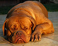 Le Dogue de Bordeaux, un chien de type molosse.