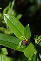 Elliottia pyroliflorus