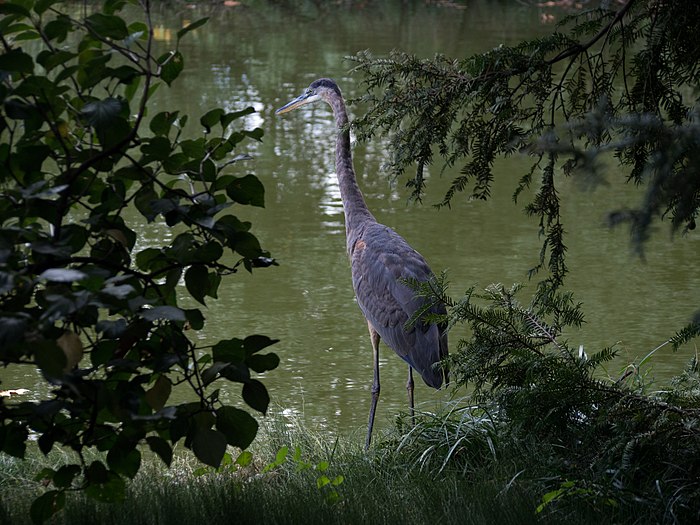 Great blue heron