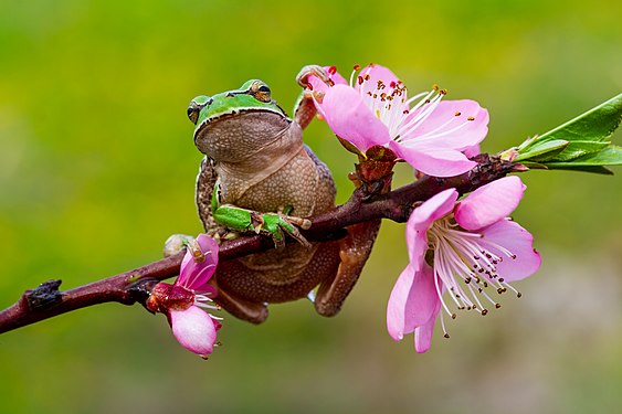 Hello spring Photograph: Mkrc85