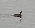 Horned Grebe (Podiceps auritus)