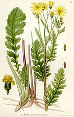 Thumbnail for Jacobaea vulgaris