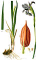 Iris spuria Ảnh chụp từ: Jakob Sturm: "Deutschlands Flora in Abbildungen", Stuttgart (1796)