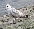 Juvenile Herring Gull